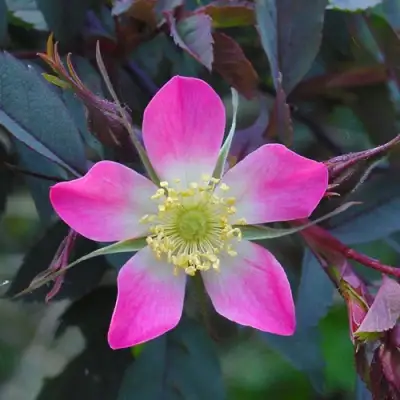 Роза сизая в Бобруйске