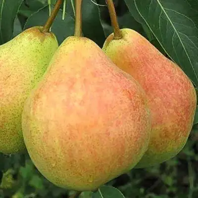 Груша ЛЮБИМИЦА ЯКОВЛЕВА в Бобруйске