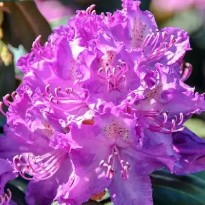 Рододендрон АЛЬФРЕД в Бобруйске