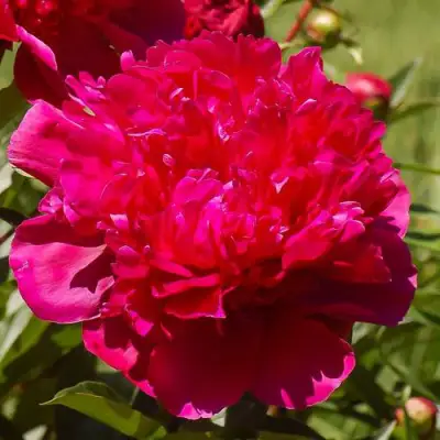 Пион БИГ БЕН травянистый в Бобруйске