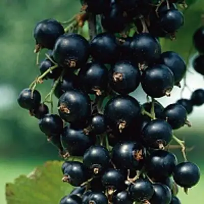 Смородина чёрная ВЕЛОЙ (ЛЕНИНГРАДСКАЯ СЛАДКАЯ) в Бобруйске