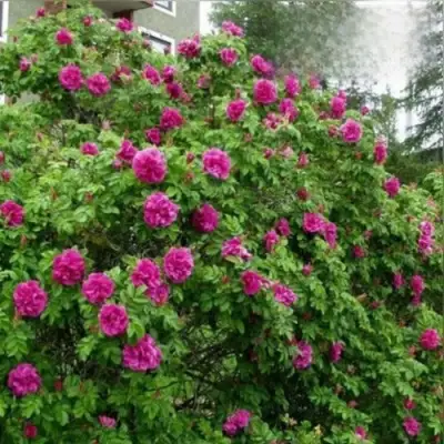 Шиповник ХАНСА в Бобруйске