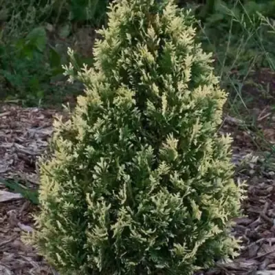 Туя БРАБАНТ ВАРИЕГАТТА западная в Бобруйске