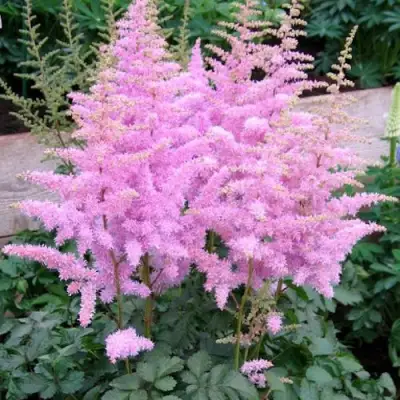 Астильба ГИАЦИНТ Арендса в Бобруйске