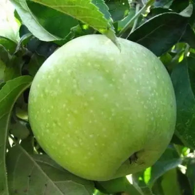 Яблоня РЕНЕТ СИМИРЕНКО в Бобруйске