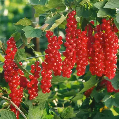 Смородина красная РУДНЕУС в Бобруйске