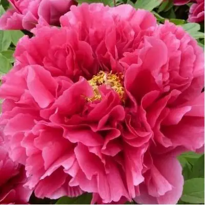 Пион КОРОЛЕВСКИЙ ЦВЕТОК древовидный в Бобруйске