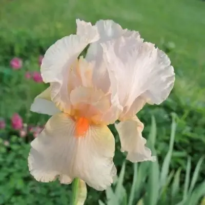 Ирис ПАТИ ДРЕСС бородатый в Бобруйске