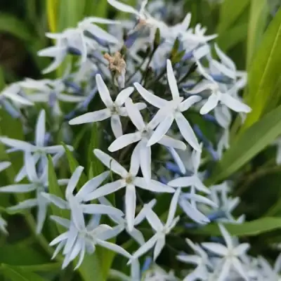 Амсония иволистная в Бобруйске