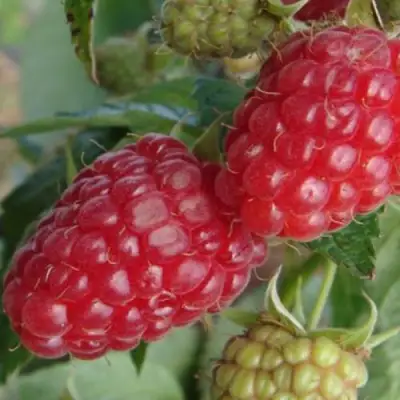 Малина РАДЗИЕВА в Бобруйске