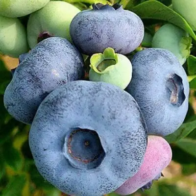 Голубика ПАТРИОТ в Бобруйске