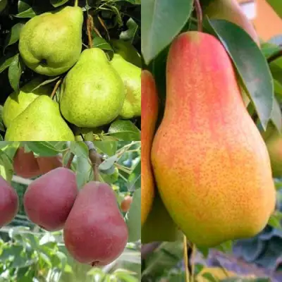 Комплект ГРУШЕВОЕ АССОРТИ в Бобруйске