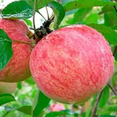 Яблоня КОРИЧНОЕ ПОЛОСАТОЕ в Бобруйске