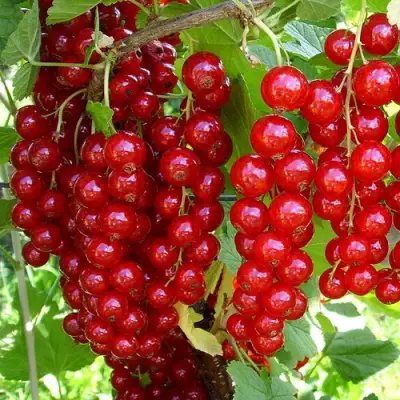 Смородина красная ЙОНКЕР ВАН ТЕТЦ в Бобруйске