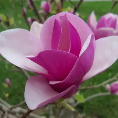 Магнолия СУЛАНЖА в Бобруйске