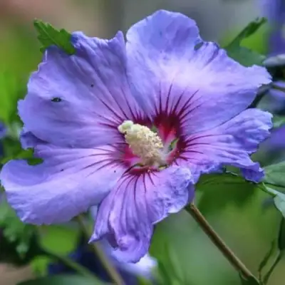 Гибискус МАРИНА сирийский в Бобруйске