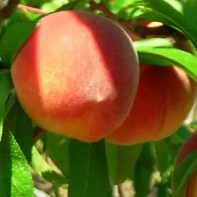 Персик РЕД ХЕВЕН в Бобруйске