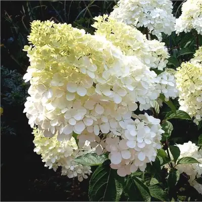 Гортензия ДИАМАНТИНО метельчатая в Бобруйске