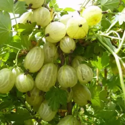 Крыжовник ИНВИКТА в Бобруйске