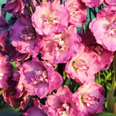 Дельфиниум ДЕЛЬФИС ПИНК ПАУЭ высокий в Бобруйске