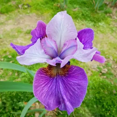 Ирис ЛАЙТ ОВ ХАРТ сибирский в Бобруйске