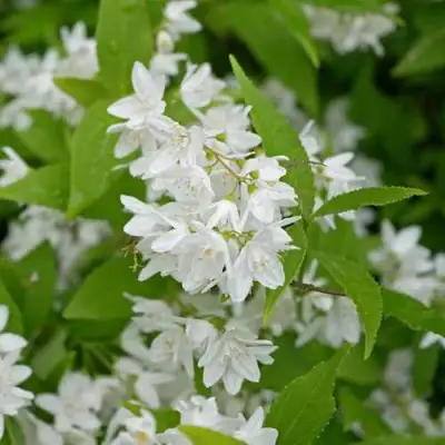 Дейция шершавая в Бобруйске