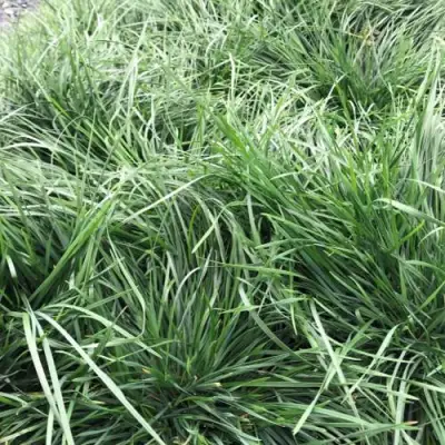 Щучка ГОЛДТАУ дернистая в Бобруйске