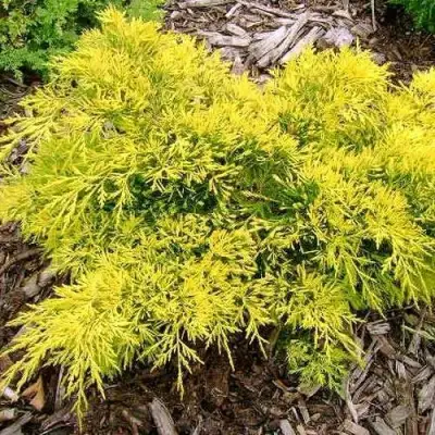 Можжевельник КИНГ ОФ СПРИНГ средний в Бобруйске