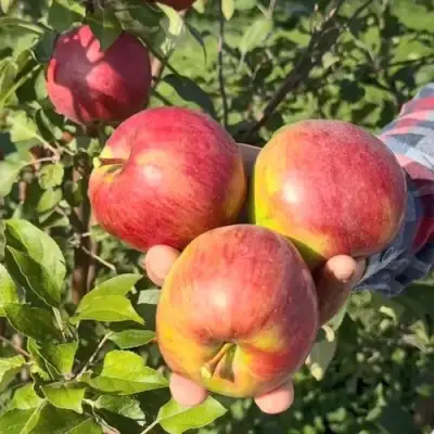 Яблоня ПОСПЕХ в Бобруйске