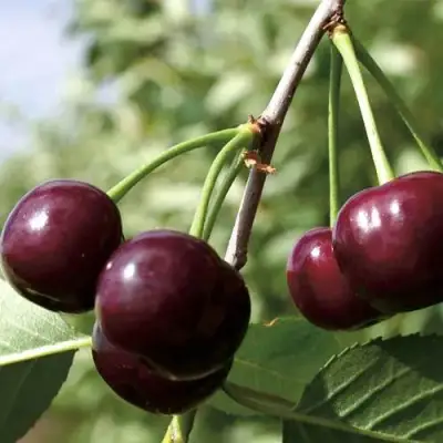 Дюк КСЕНИЯ (ЧЕРЕВИШНЯ) в Бобруйске