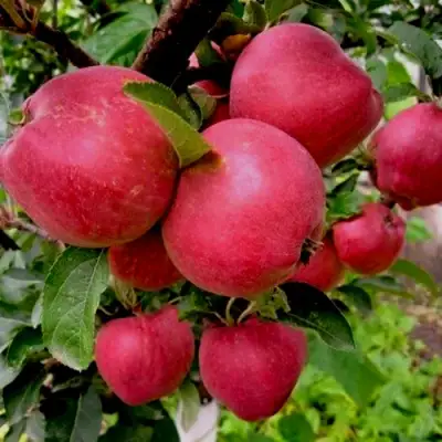 Яблоня РОЖДЕСТВЕНСКОЕ в Бобруйске