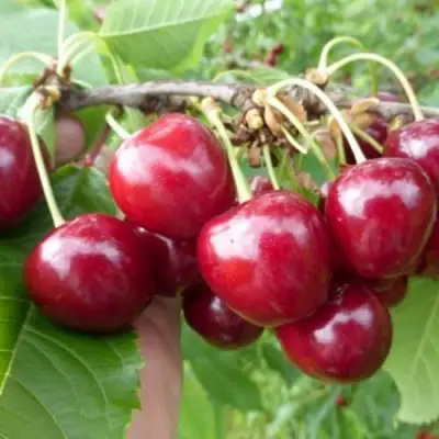 Вишня КОЛОННОВИДНАЯ  в Бобруйске