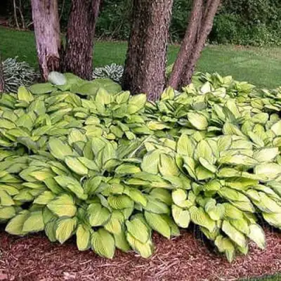 Хоста ГОЛД СТАНДАРТ Форчуна в Бобруйске