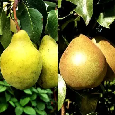 Комплект ДУЭТ в Бобруйске