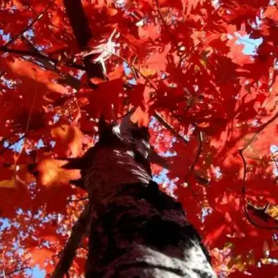 Дуб красный в Бобруйске