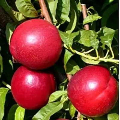 Нектарин ХАРКО в Бобруйске