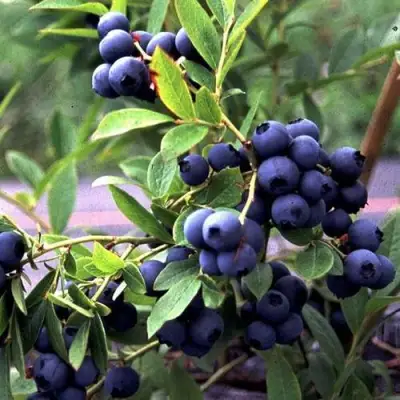 Голубика ДЖЕРСИ в Бобруйске