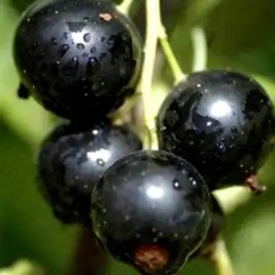 Смородина чёрная ВИНОГРАДНАЯ в Бобруйске