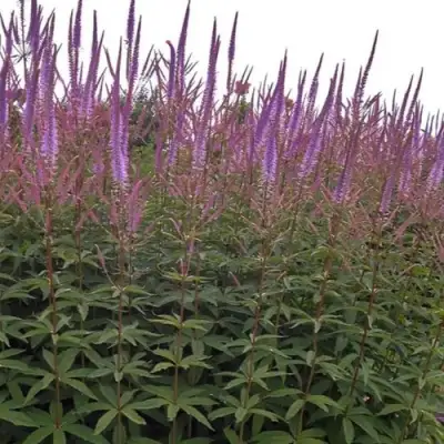 Вероникаструм ФАСЦИНЕЙШН в Бобруйске