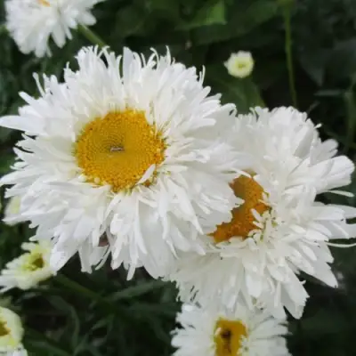 Нивяник КРЕЙЗИ ДЕЙЗИ наибольший в Бобруйске