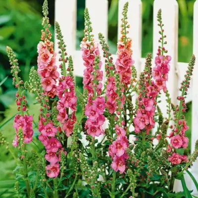 Коровяк ПИНК ДОМИНО гибридный (вербаскум) в Бобруйске