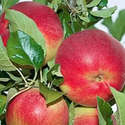 Яблоня СЕНАТОР колонновидная в Бобруйске