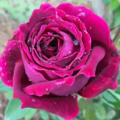 Роза РОЯЛ ПАЛАС японская в Бобруйске