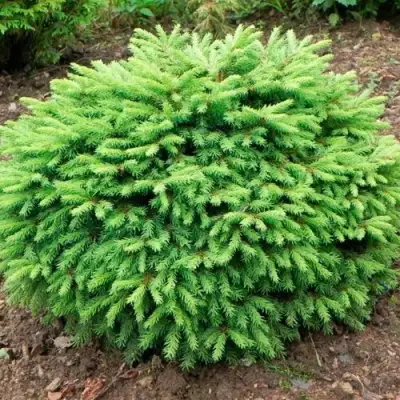 Ель НИДИФОРМИС обыкновенная в Бобруйске