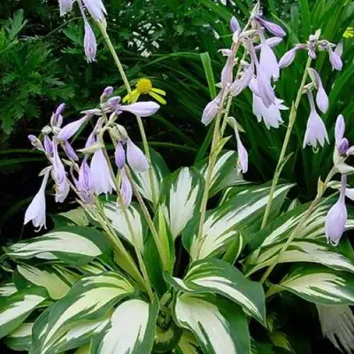 Хоста КРИСМАС КЭНДИ гибридная в Бобруйске