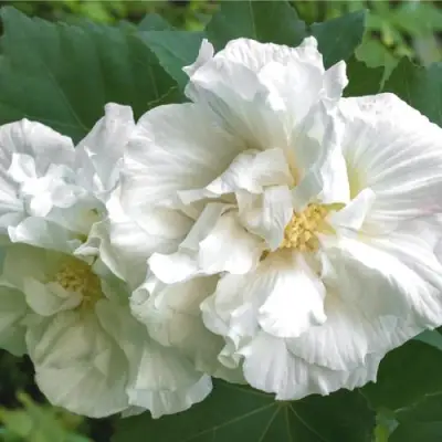 Гибискус АДМИРАЛ ДЕВЕЙ сирийский в Бобруйске