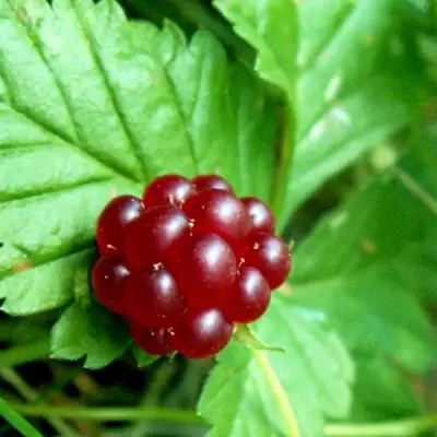 Княженика ЭЛПЕ в Бобруйске