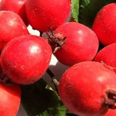 Боярышник КРУПНОПЛОДНЫЙ в Бобруйске