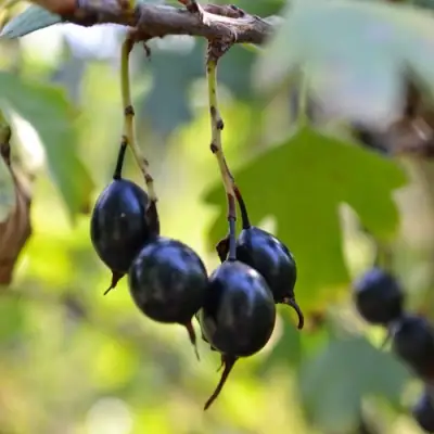 Смородина золотистая ДУСТЛИК в Бобруйске