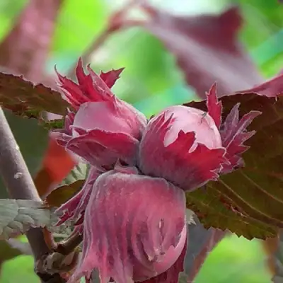 Фундук КАРДИНАЛ в Бобруйске